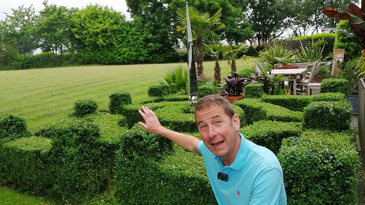 Boxwood Topiary Parterre. Buxus Sempervirens.