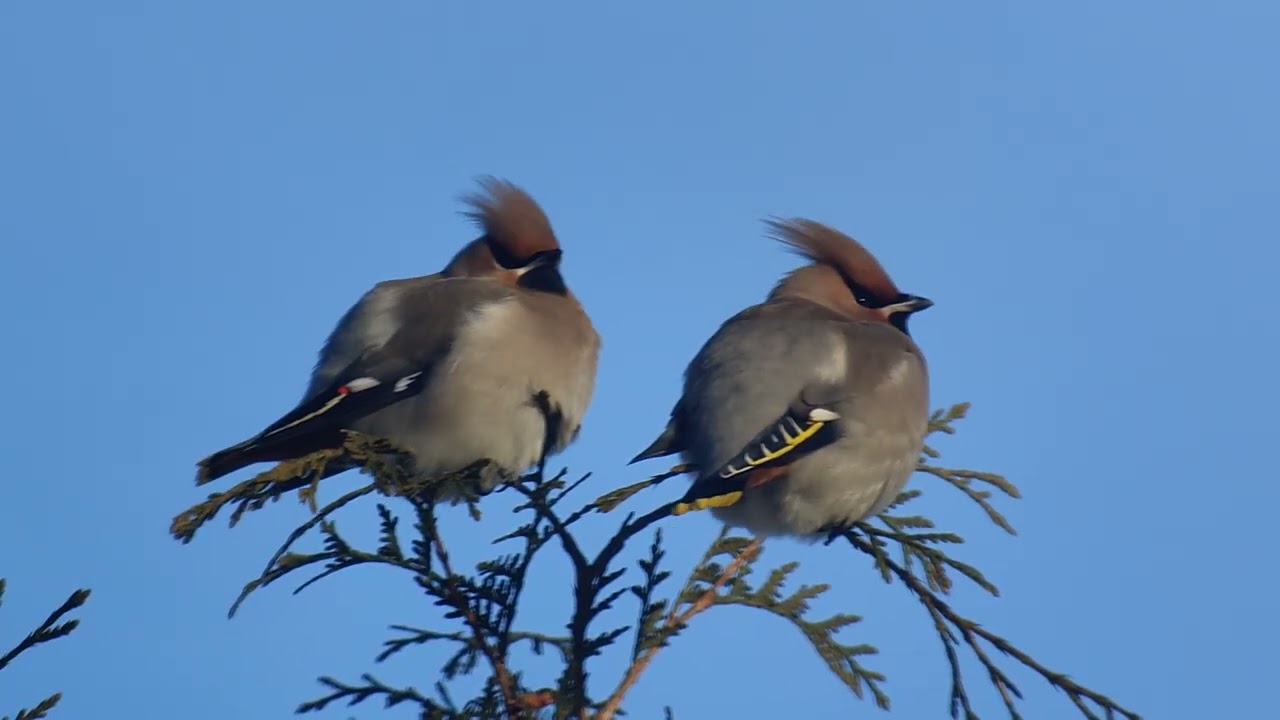 Tilhi (Bombycilla garrulus) puussa.