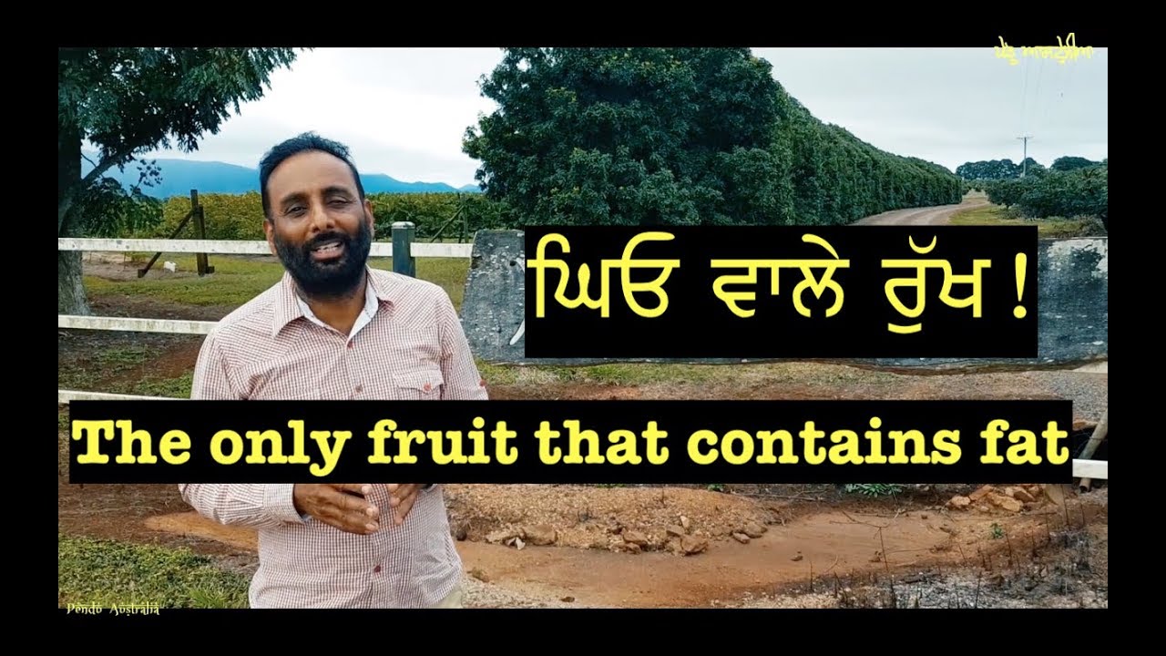 Pendu Australia Episode 58 | Mintu Brar | Punjabi Travel Show |  Farming of Avocado/Coffee in Cairns