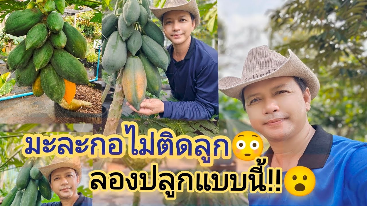 ปลูกไม่เคยได้กิน..ลองปลูกแบบนี้ดูสิ!!😲 #เทคนิคปลูกมะละกอให้โตเร็ว