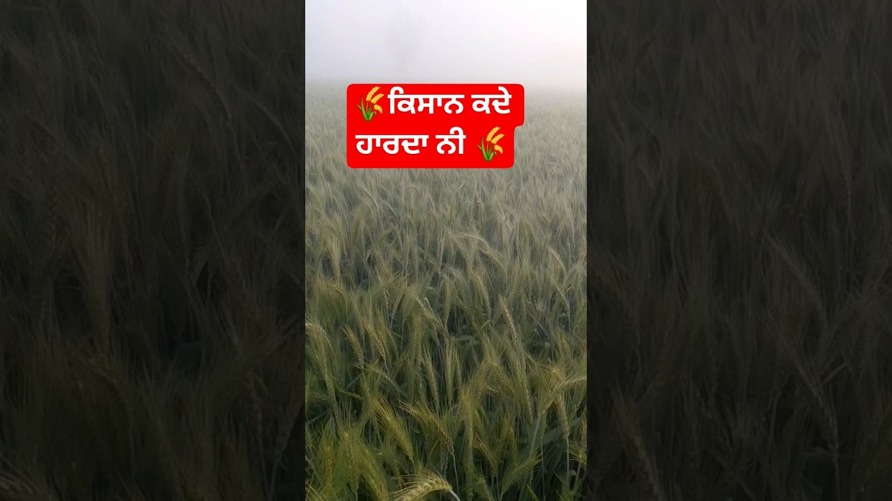 👉 ਕਿਸਾਨ ਕਦੇ ਹਾਰਦਾ ਨਹੀ 🌾 | Farmer Motivation #punjabikisan #farmingmotivation