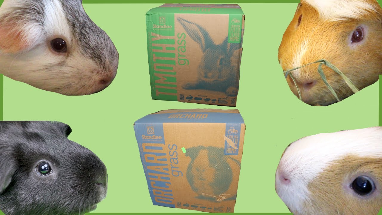 Guinea pigs review Standlee hay - timothy and orchard grass