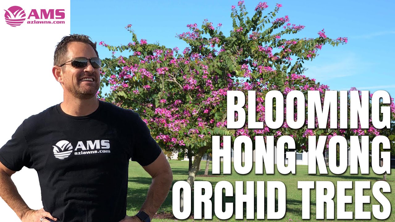 Blooming Hong Kong Orchid Trees in Phoenix
