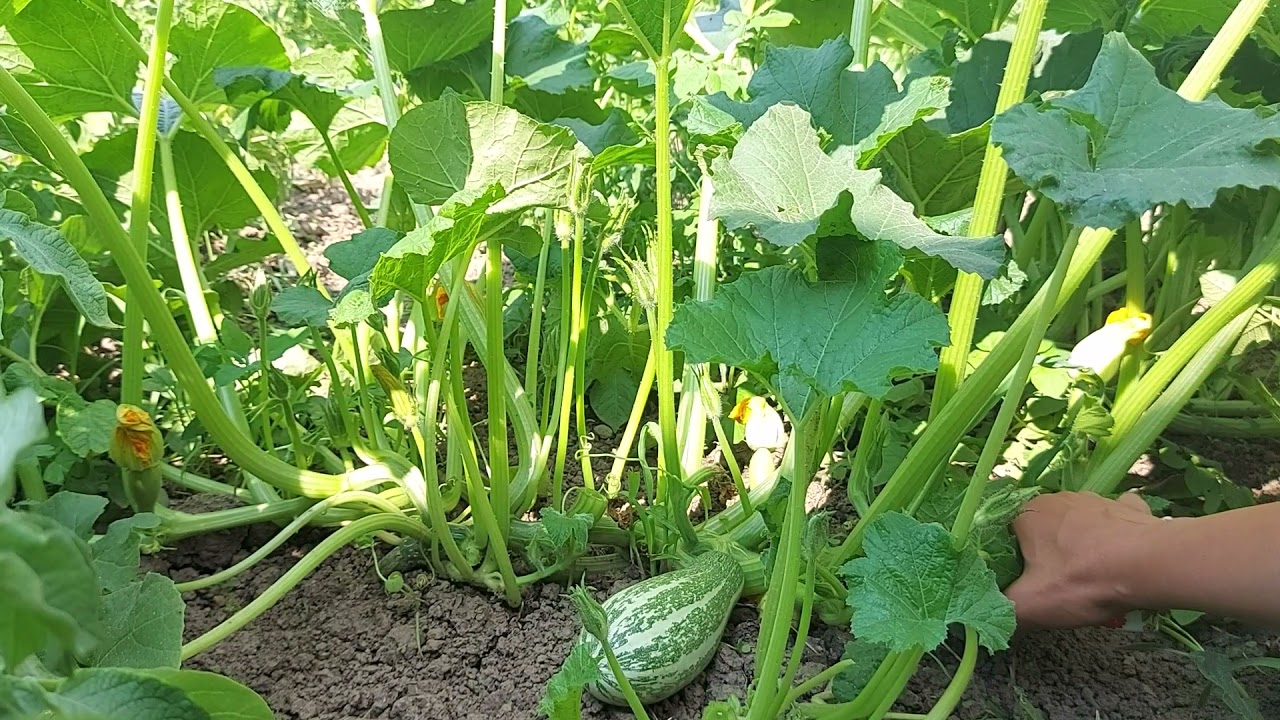 How To Prune Zucchini Plants