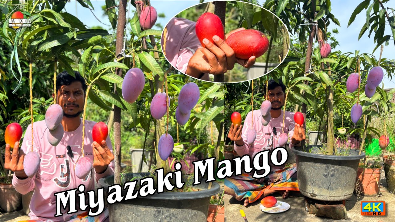 world's most expensive Miyazaki mango farming in west bengal ?