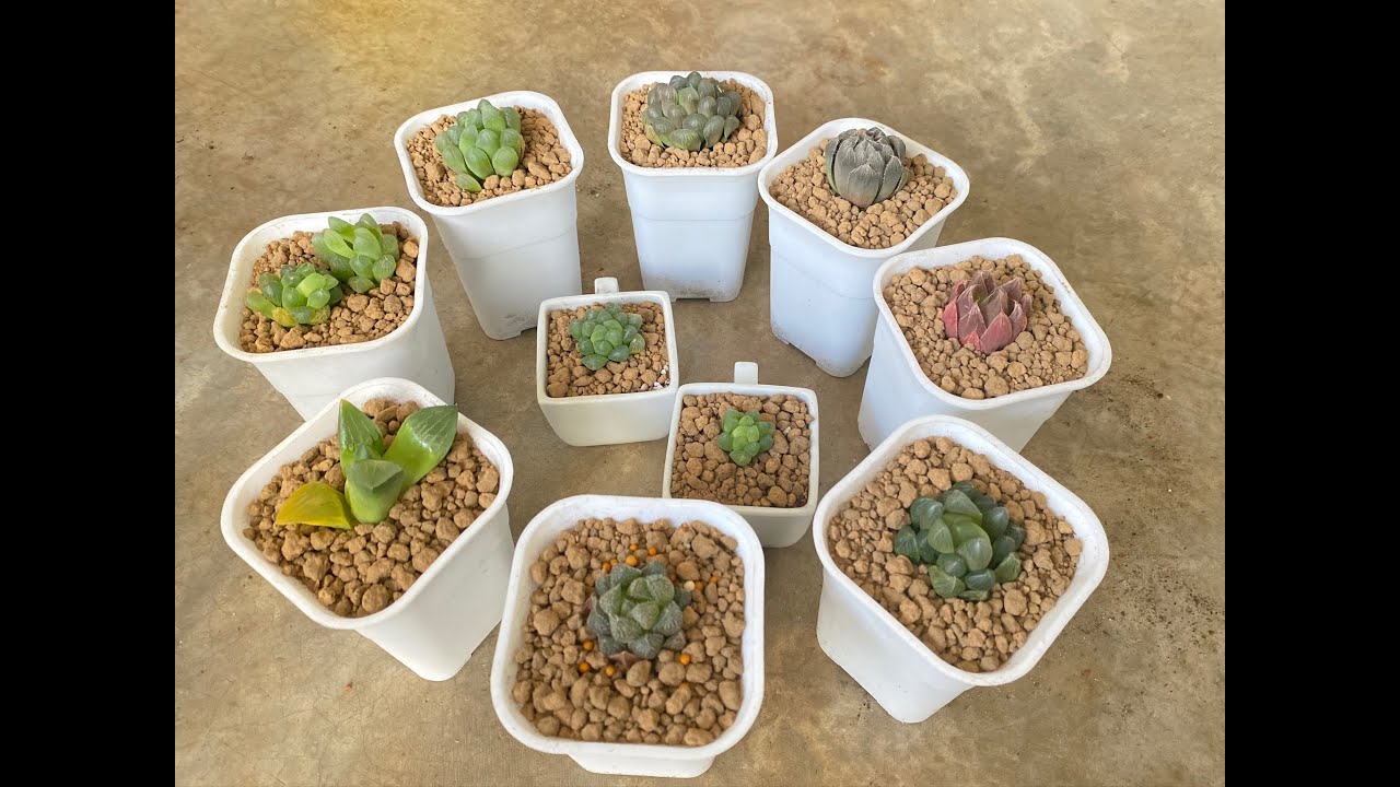 Unboxing # 1 : Family of Howarthia