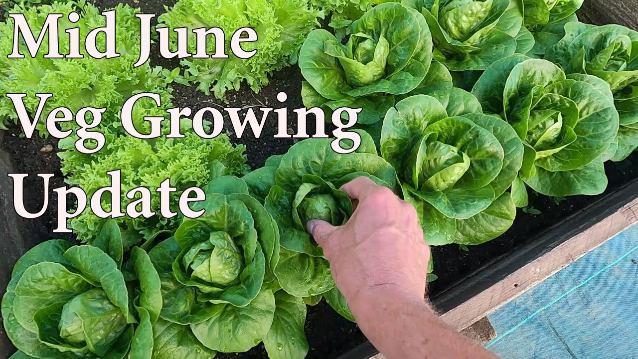 Allotment Diary : Mid June Plot Tour : Giant Onions Update.
