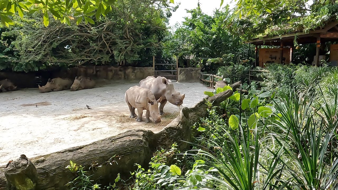Singapore Zoo, Full Walking Tour – Singapore – 4K