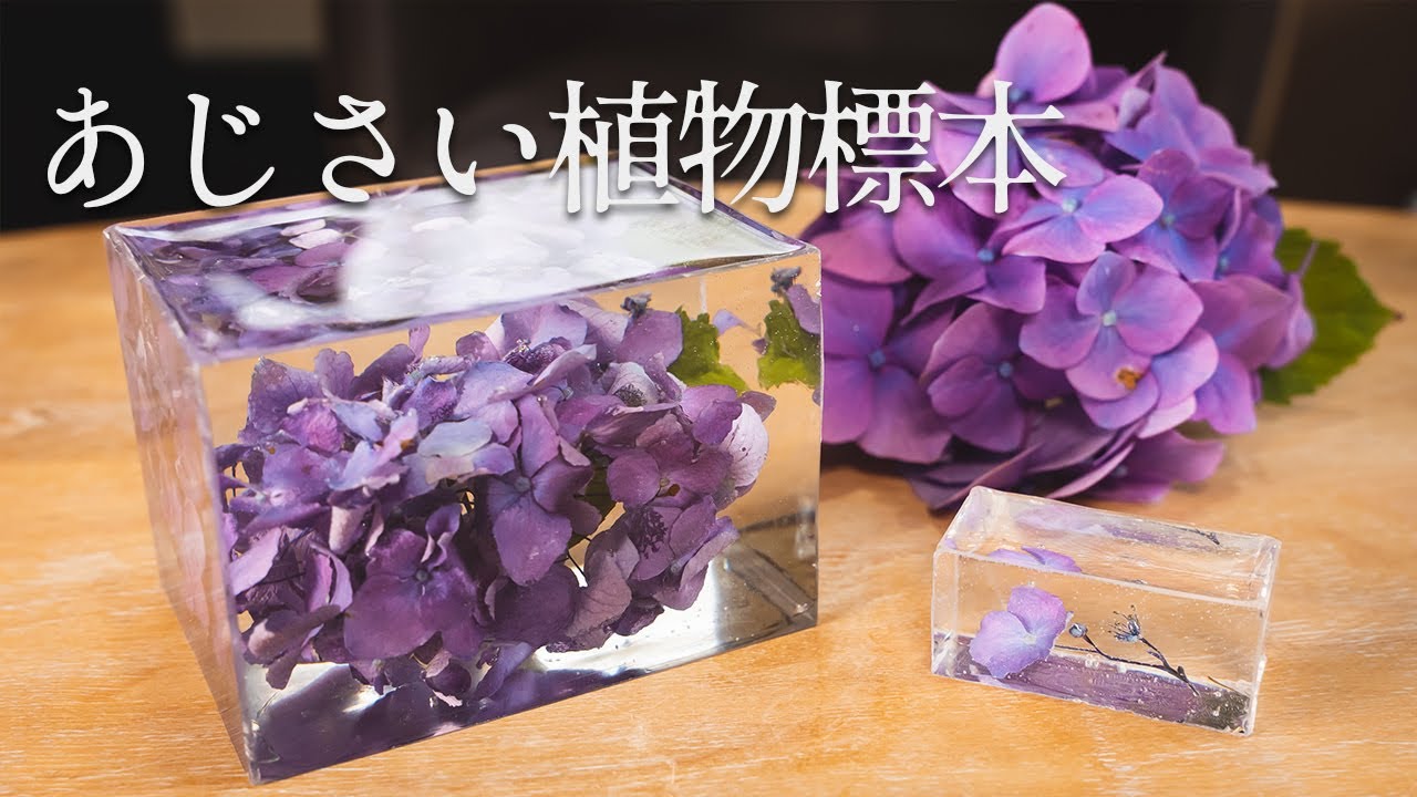 【レジン】あじさいを植物標本に