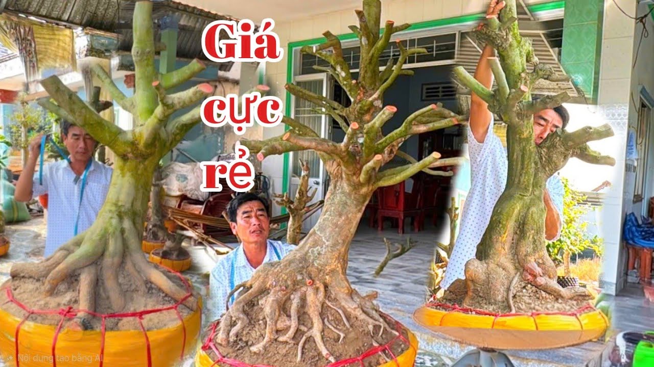 A Dũng 👉 Zalo 0964009759 Gl mai vàng đế đẹp giá bao rẻ tại ĐT.