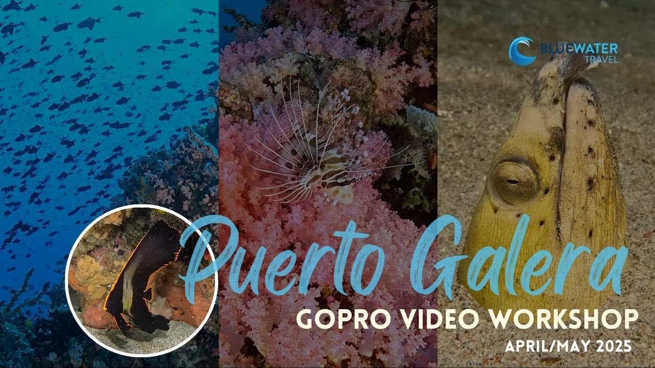 🔥 Diving in Puerto Galera in 2025 - this is what it was really like!