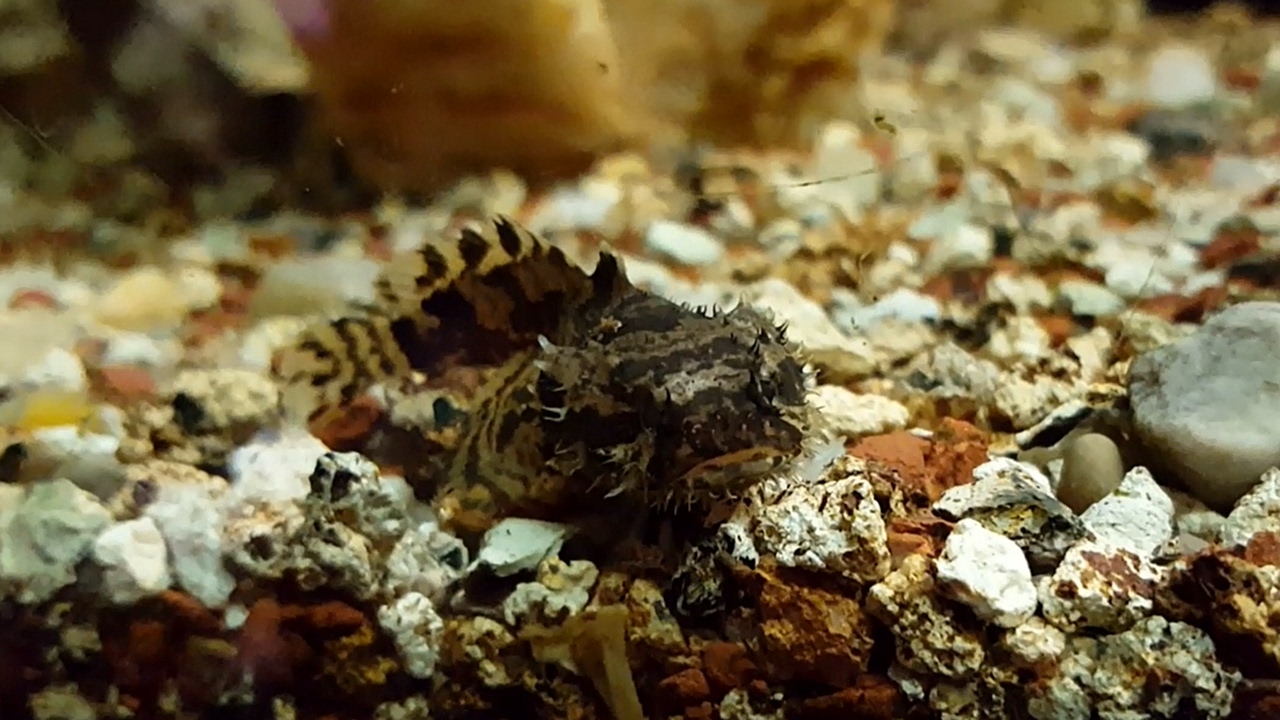 El pez piedra de agua dulce (Batrachomoeus trispinosus) Ficha Técnica