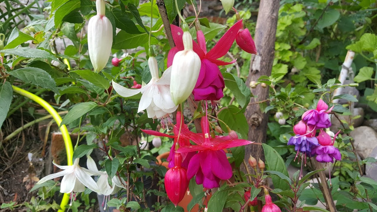 Cómo cuidar de la Fucsia / Aljaba / Pendientes de la Reina / Fuchsia / zarcillos de la Reina.
