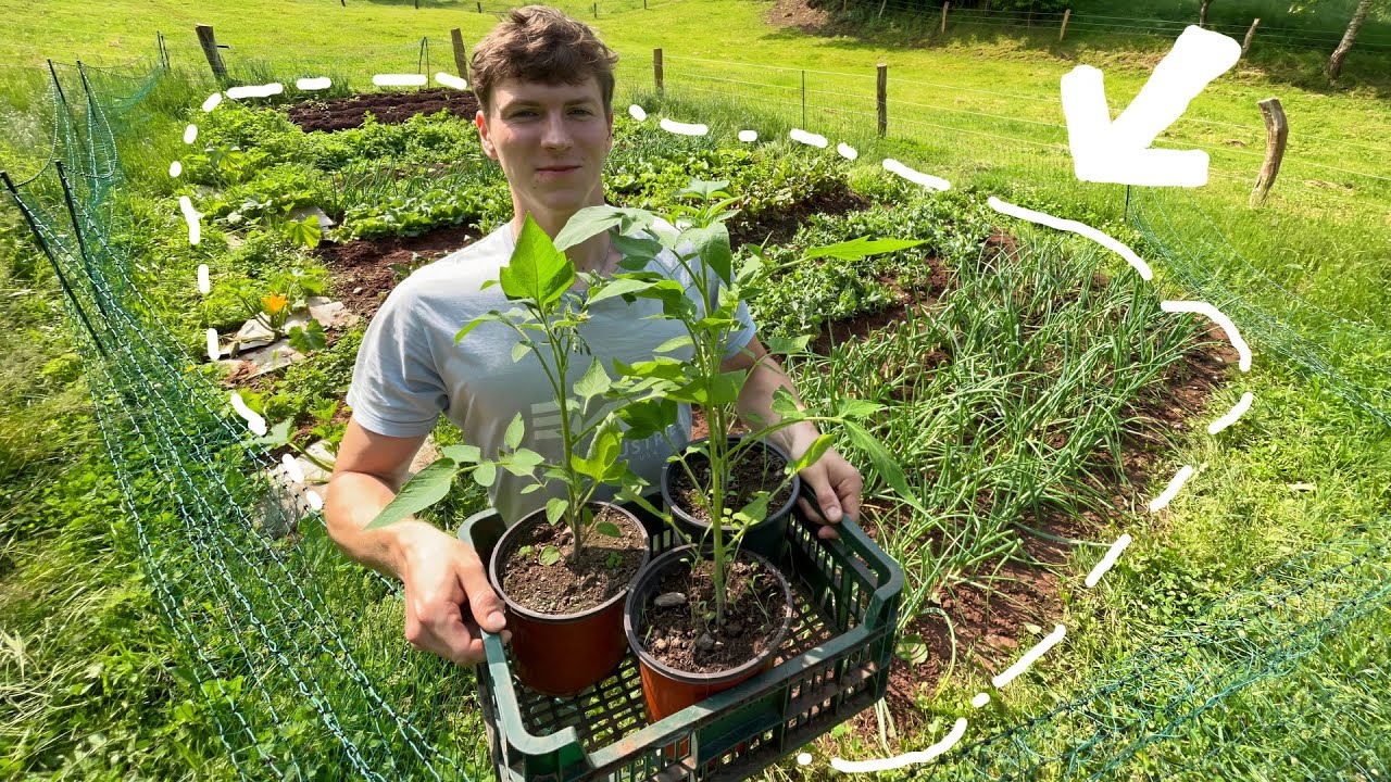 A Full Year in Our Garden - How Much Food Can We Grow?