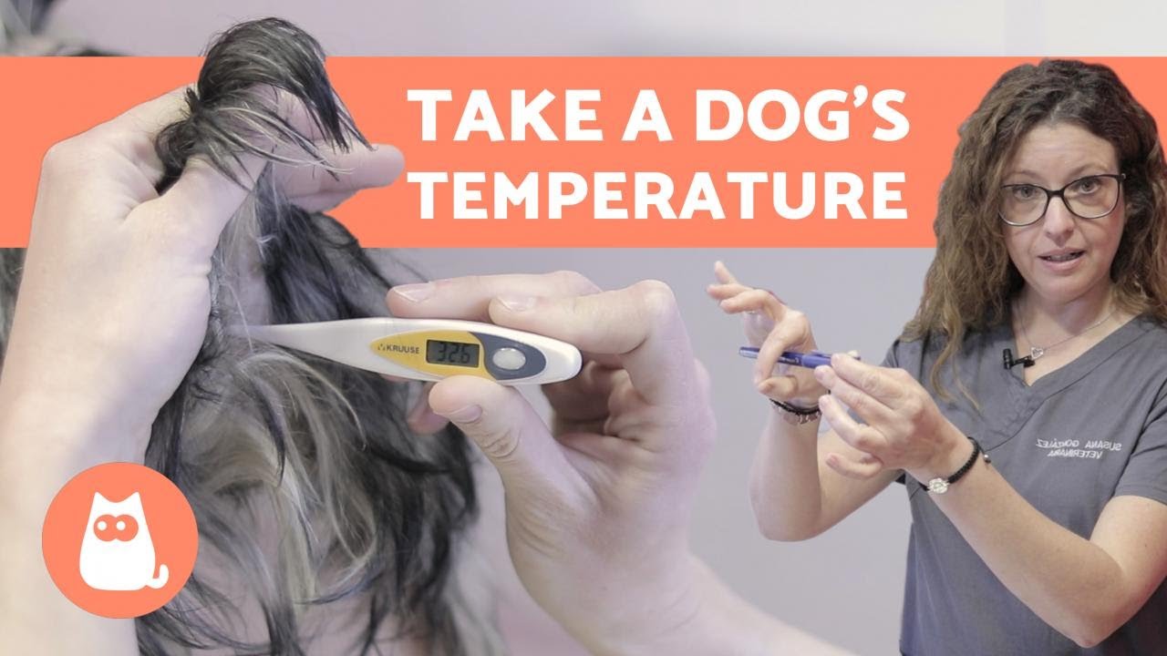 How to Take a DOG's TEMPERATURE - Only Reliable Method