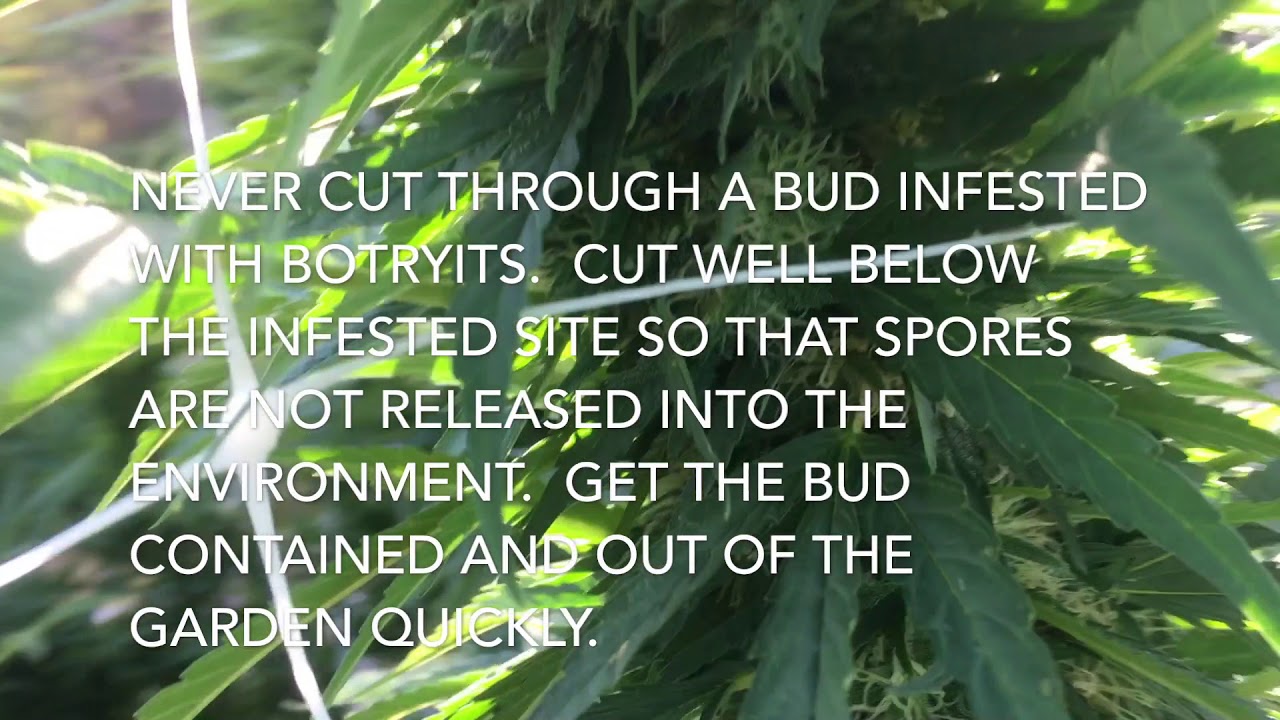 Botrytis