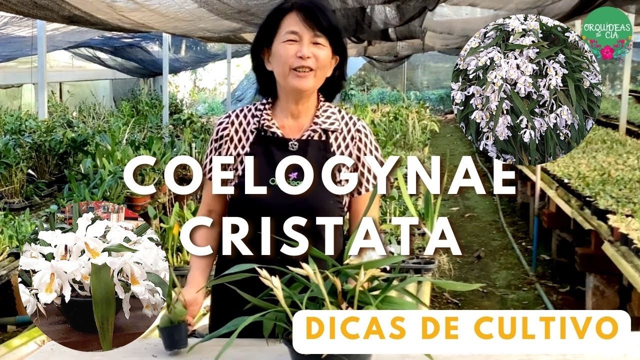 Orquídeas curiosas: Coelogyne cristata (Orquídea Anjo) e Seus Cuidados Básicos