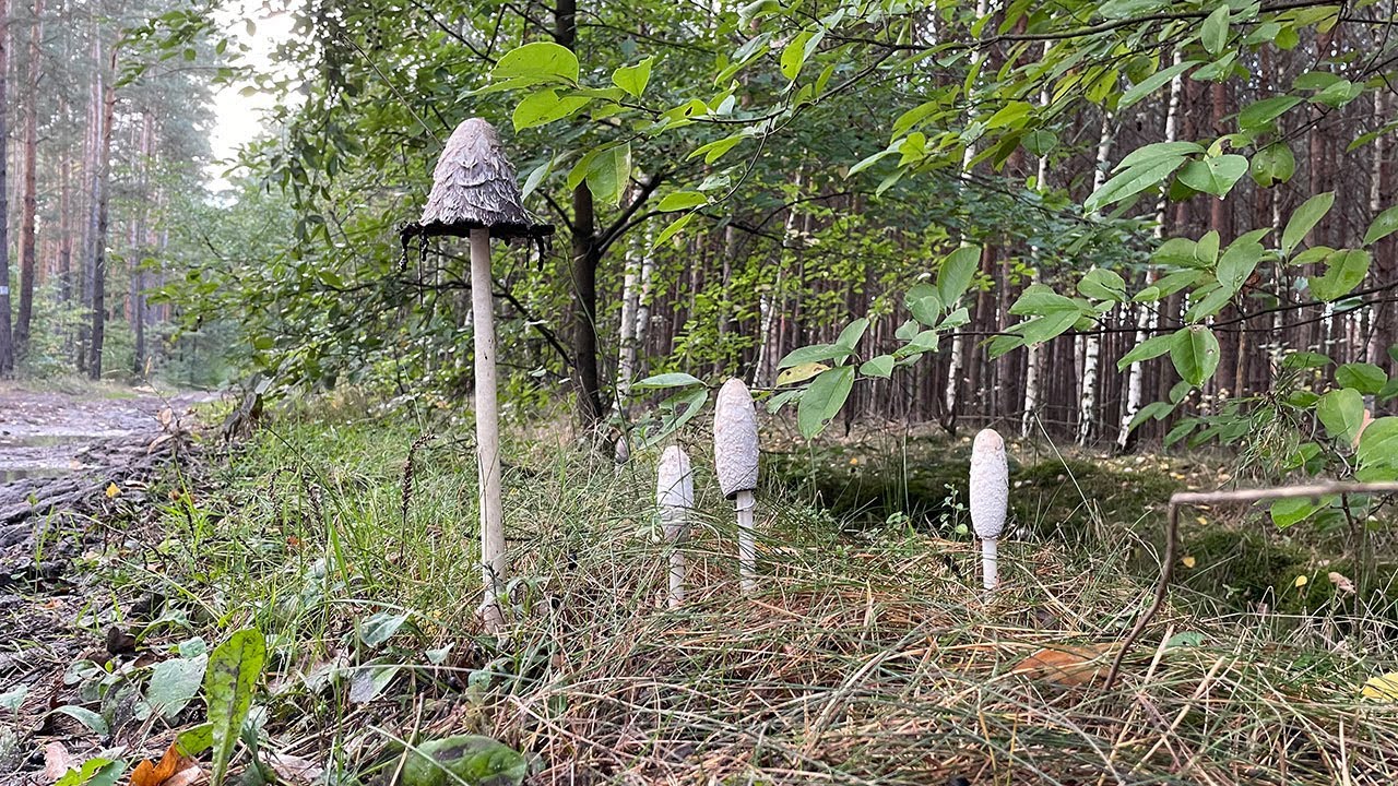Czernidłak kołpakowaty (Coprinus comatus) - młody na patelnię, stary na atrament;)