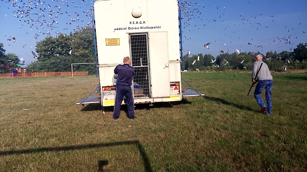 Wypuszczenie Krosno Odrzańskie Oddział Ostr&oacute;w Wlkp. 05-09-2021r