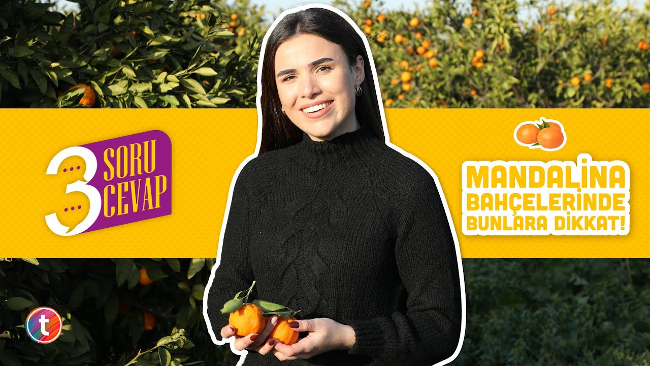 3 Soru 3 Cevap: Mandalina