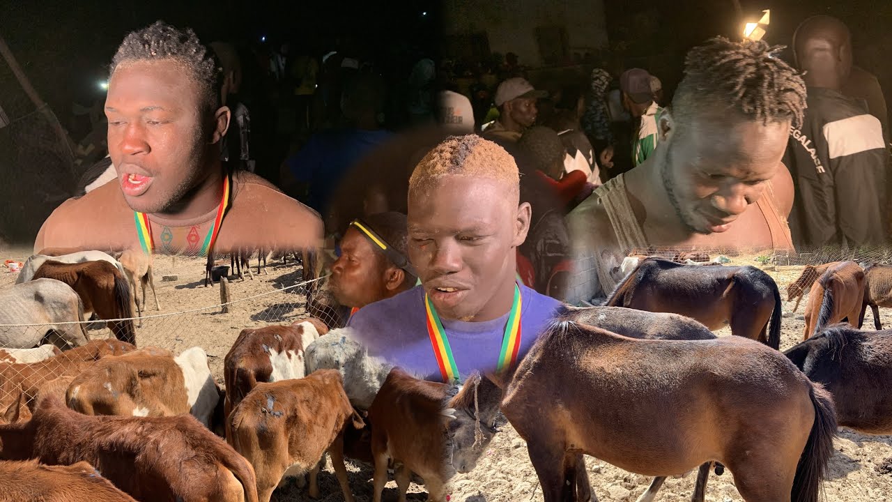 Partage des boeuf lamb Ndagane sambou réaction des lutteurs djidiack Ndiol walo 