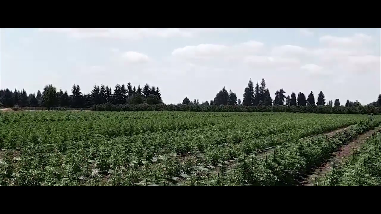 Oregon Hemp Flower Farm - Drone 2023