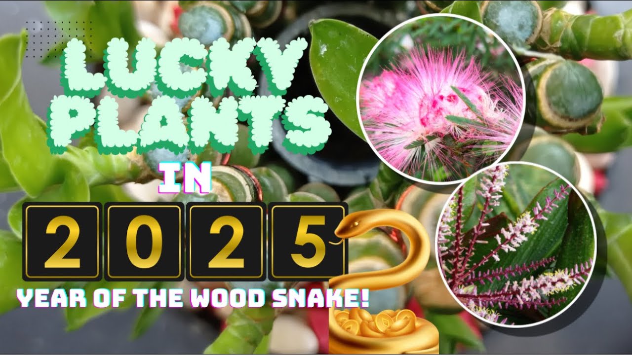 TOP 10 LUCKY PLANTS FOR 2025! | SWERTENG HALAMAN NGAYONG YEAR OF THE WOOD SNAKE!
