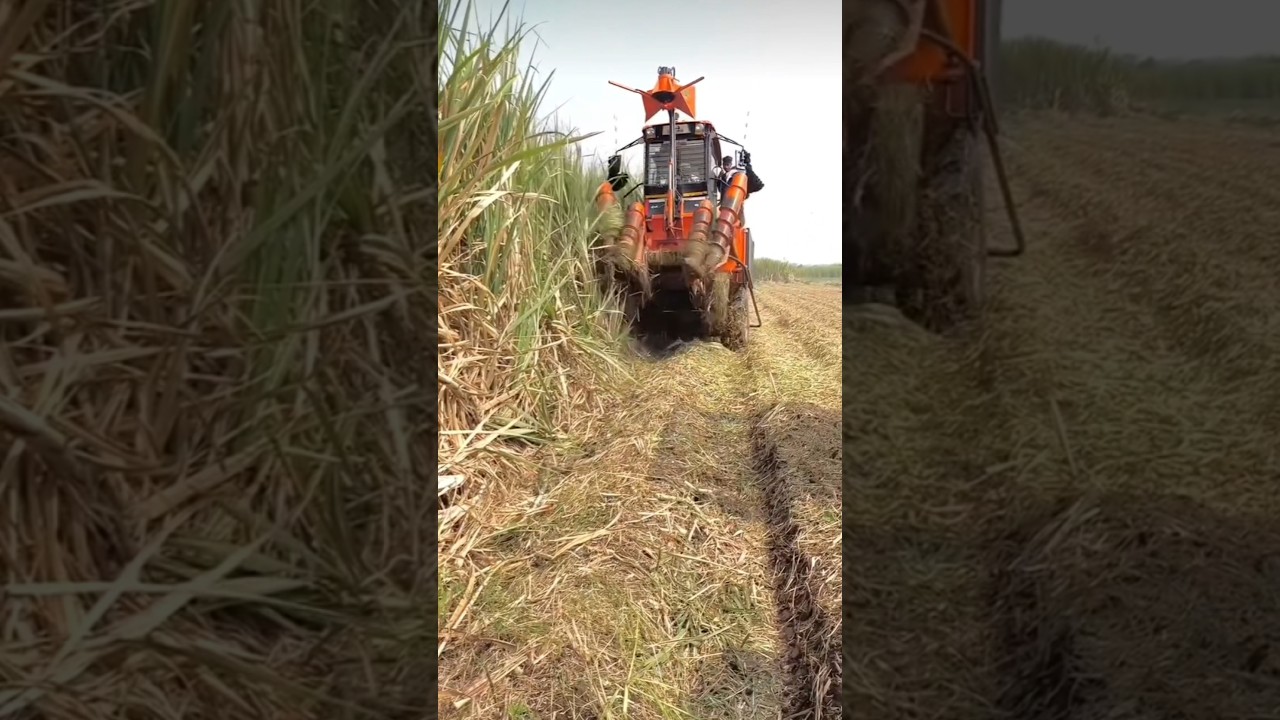 Shaktiman sugarcane harvester 2024 performance