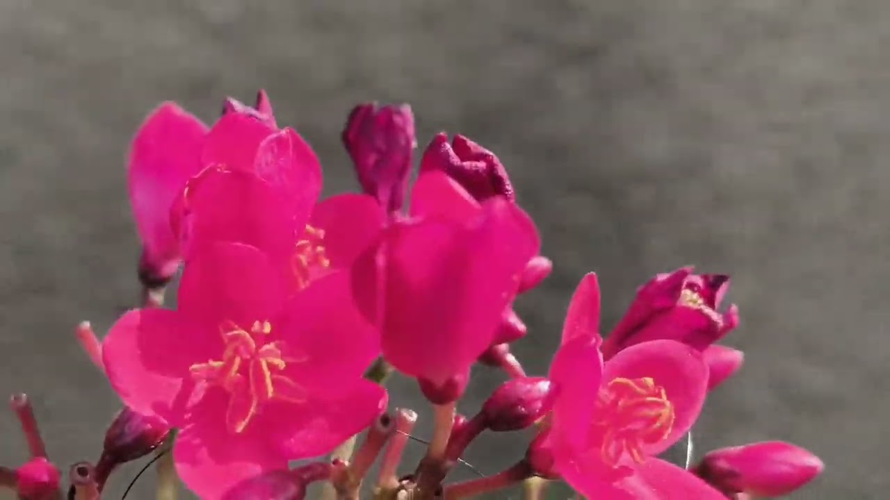 Padmadevis garden most beautiful flowering plant spider Lily and uske guvcvho white flowers