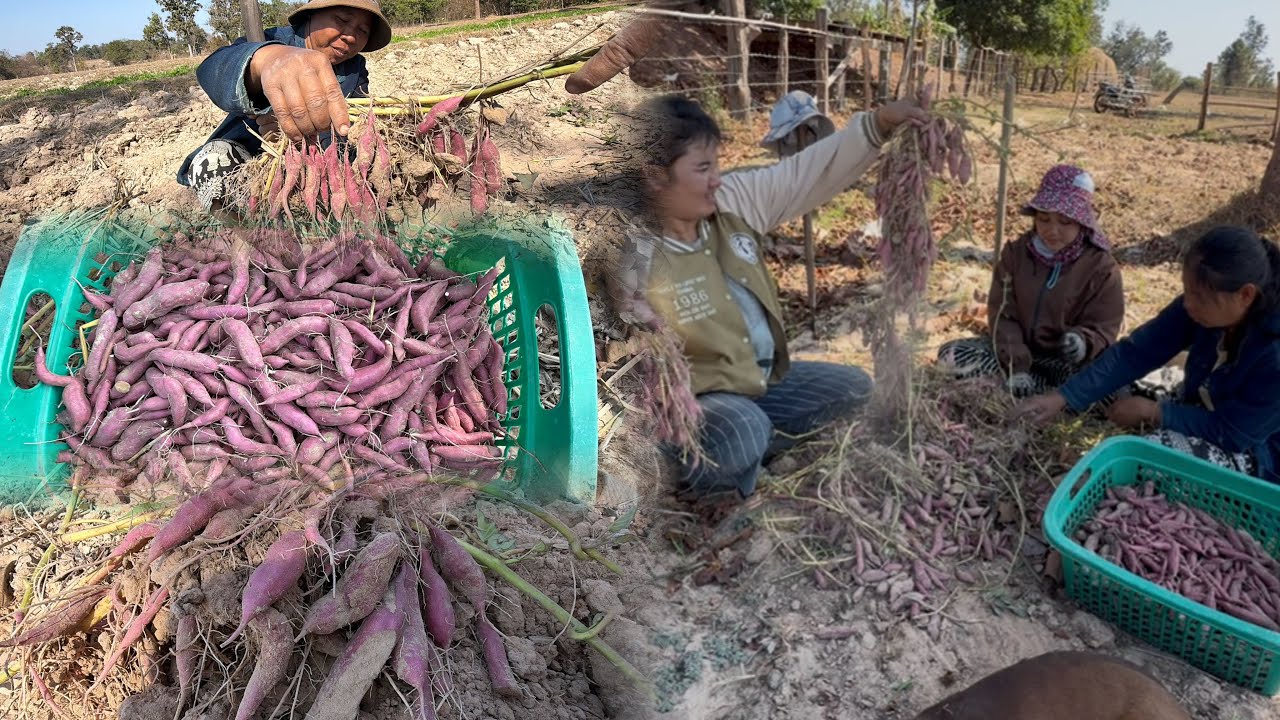 พากันขึ้นมาขุดมันกับแม่น้องเหมย//เป็นเยอะมากๆ