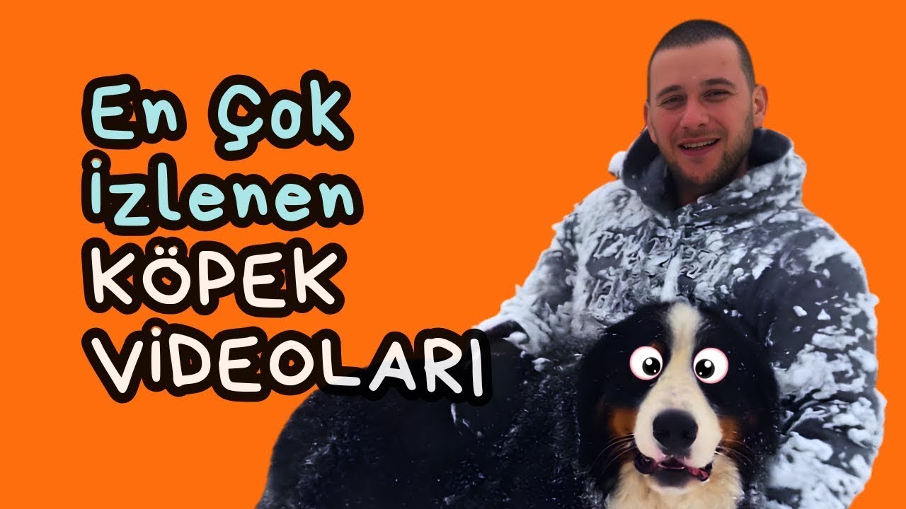 Viral Videoları Yorumluyorum || 16 Şubat 2026 #köpekadam #canlı #köpek