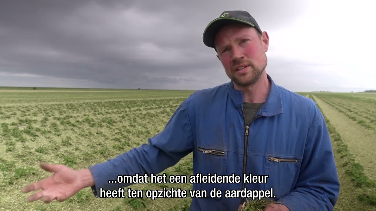 Regeneratieve landbouw: mulchen van aardappels