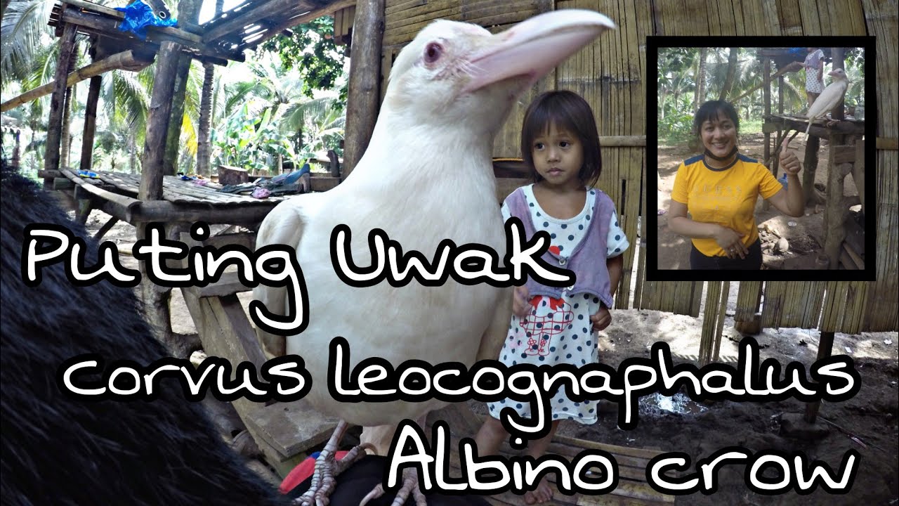 PUTING UWAK NATAGPUAN SA PILIPINAS! KAMANGHA MANGHA AT DI KAPANI PANIWALA!