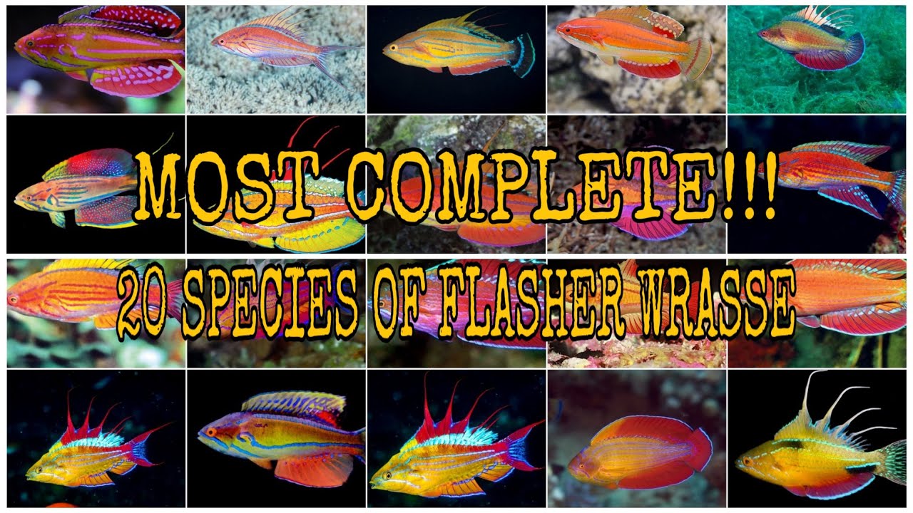 MOST COMPLETE!!! 20 SPECIES OF FLASHER WRASSE (PARACHEILINUS)