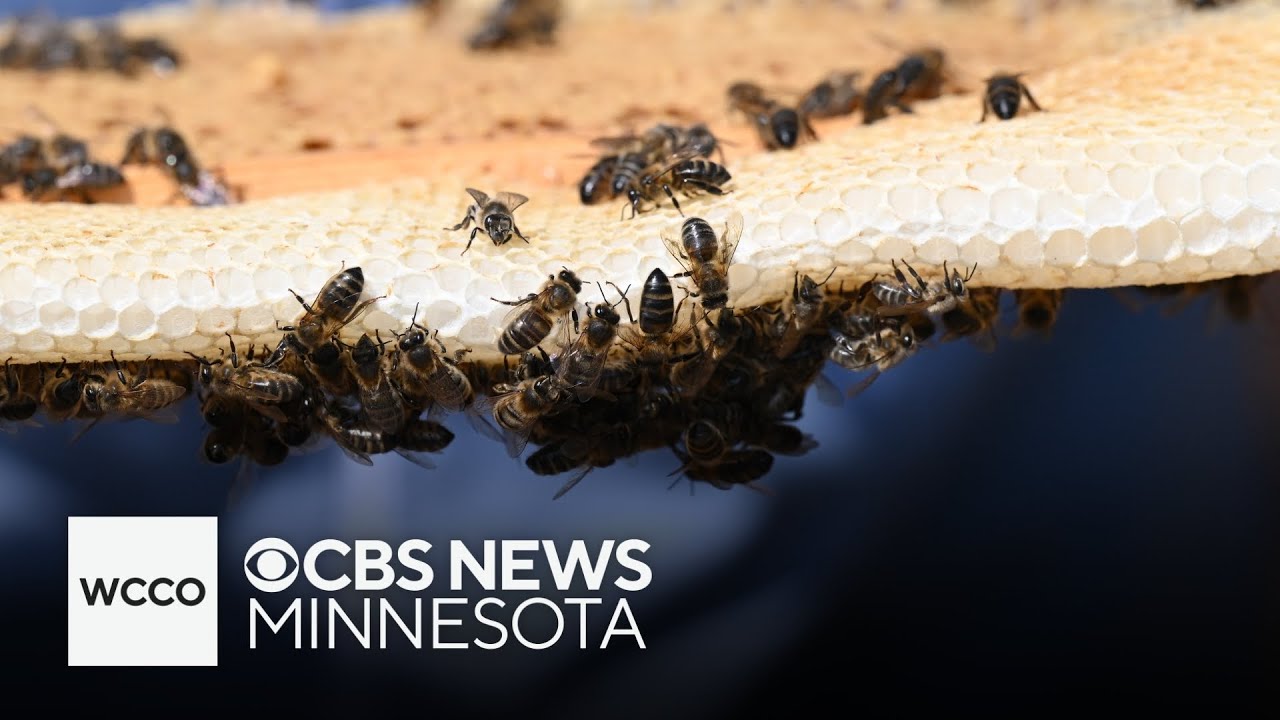 How U.S. lawmakers from Minnesota are aiming to help beekeepers