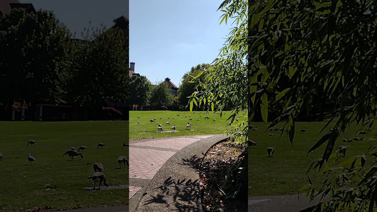 flocking