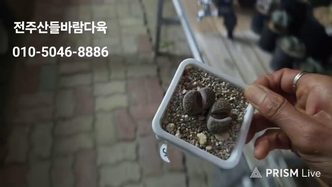 전주산들바람다육 라이브 방송