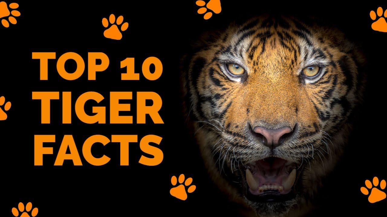 Top 10 Interesting Tiger Facts for Kids: International Tiger Day 2022