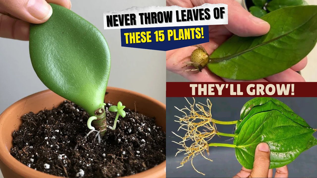 These 15 Plants Grow From Leaves | Leaf Propagation Secrets Revealed