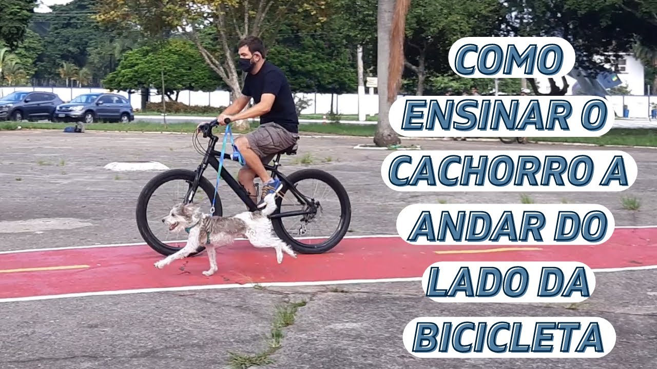 Como fazer o cachorro andar do seu lado de bicicleta