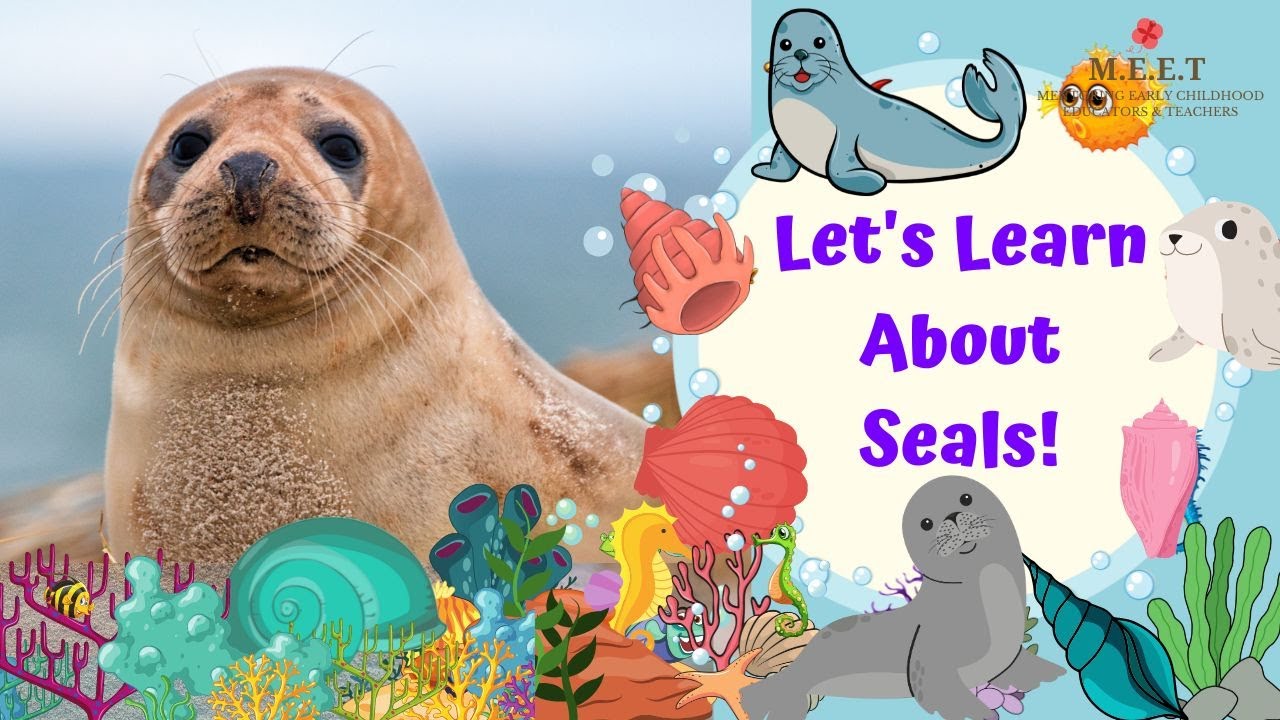 Let's Learn about Seals Marine animal videos for kids Aquatic animals