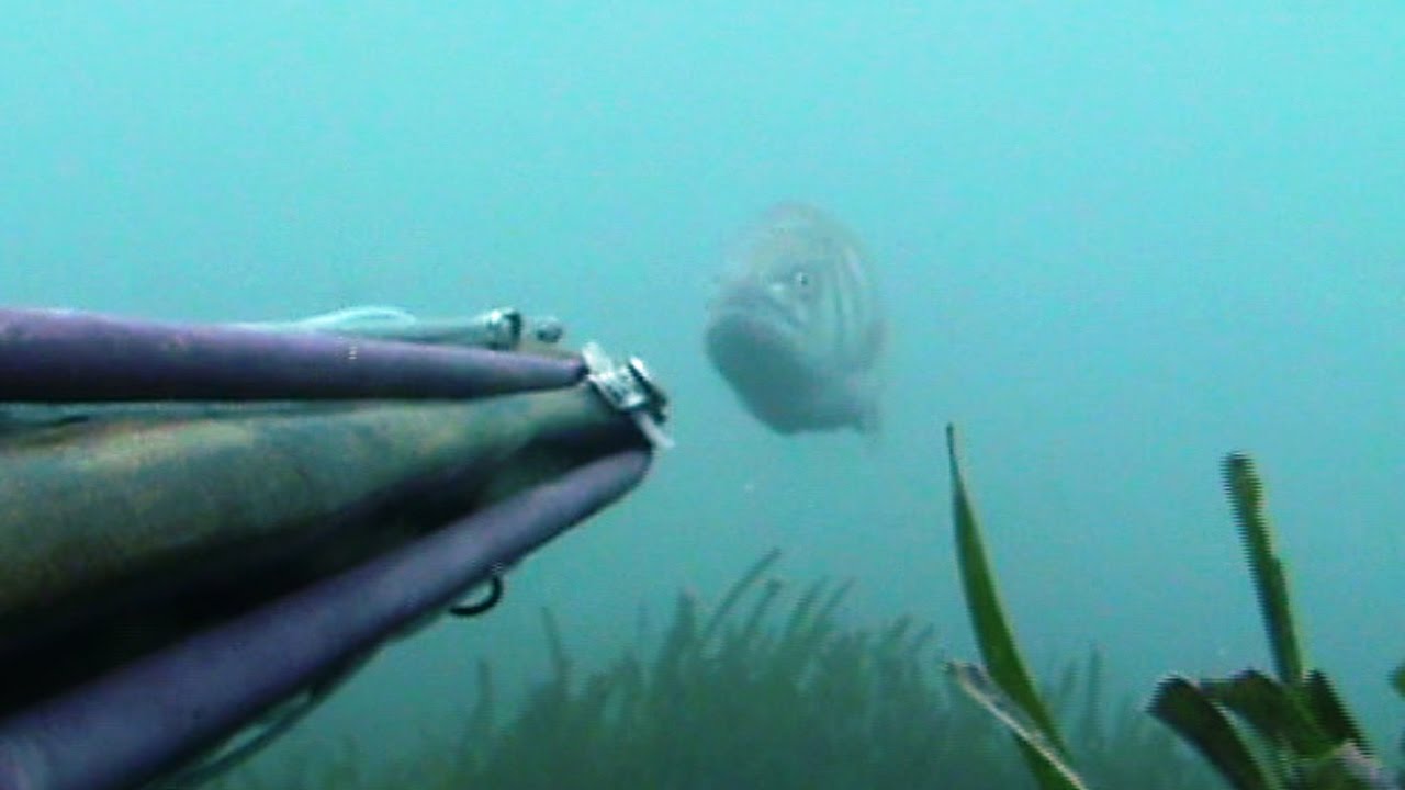 COMPILATION SOLO SPIGOLE GROSSE - PESCA IN APNEA COSTA AZZURRA Spearfishing Sea Bass Video-