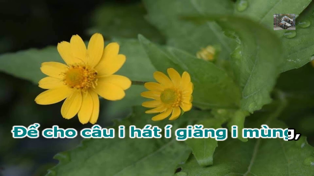 Karaoke H&aacute;t Ch&egrave;o _ Một Đời Say Kh&uacute;c Ch&egrave;o Qu&ecirc; ( Nhạc Chuẩn ) _ SL ; Đăng Kh&aacute;nh, Nguyễn Đức Minh
