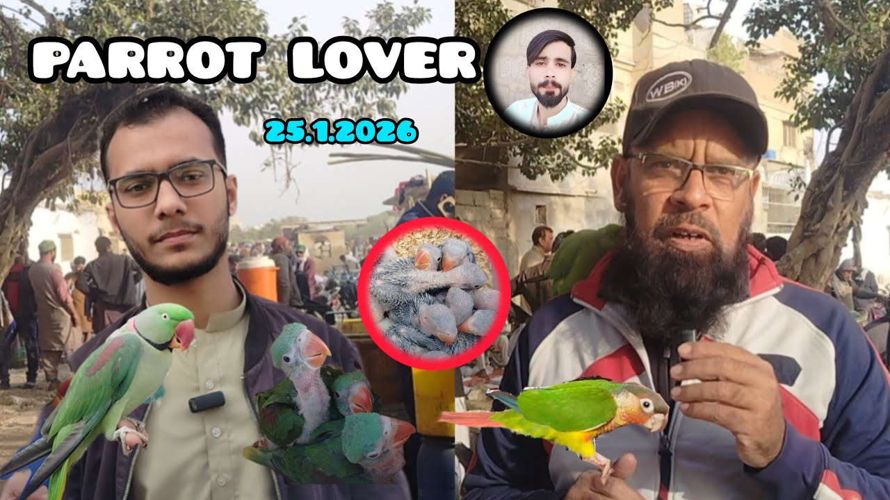 lalukhet birds market Jan 25, 2026 Exotic parrot chicks update Sunday video Karachi for sale parrot