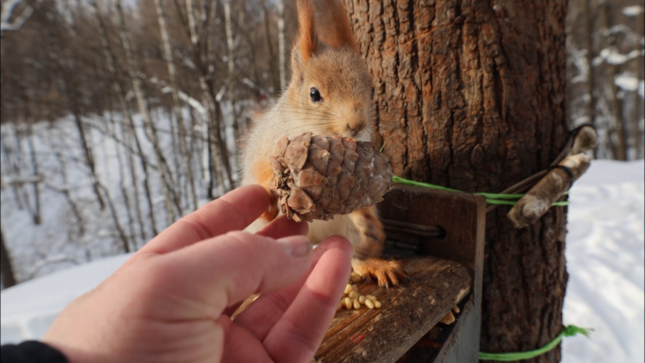 Немного о Белке с хвостиком. Зарисовка / A little bit about Squirrel with a tail. The sketch