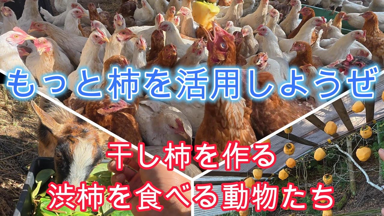 そこいらに沢山生えている柿、もっと活用しようぜ！干し柿を作る、渋柿を食べる動物たち【農業・自給自足・料理】