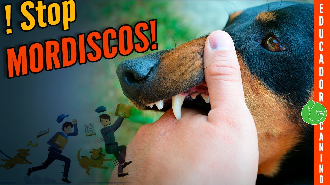 ⚠️ 5 Trucos para ADIESTRAR y ENSEÑAR a tu PERRO a NO MORDER 🐺🖐🏼 (Infalible para Cachorro!!)