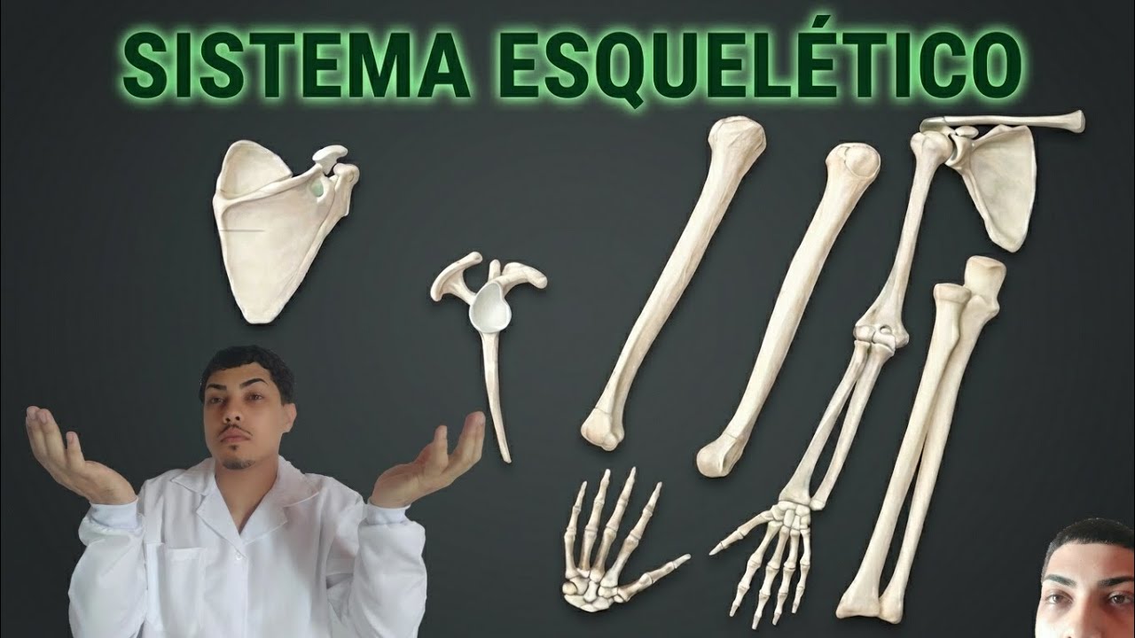 SISTEMA ESQUELÉTICO(4/4) - Membros inferiores 