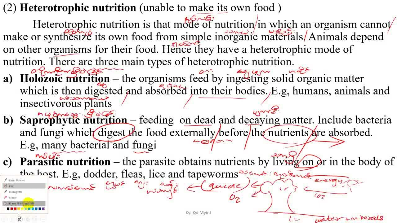 Grade 10 Chapter 4 Heterotrophic nutrition