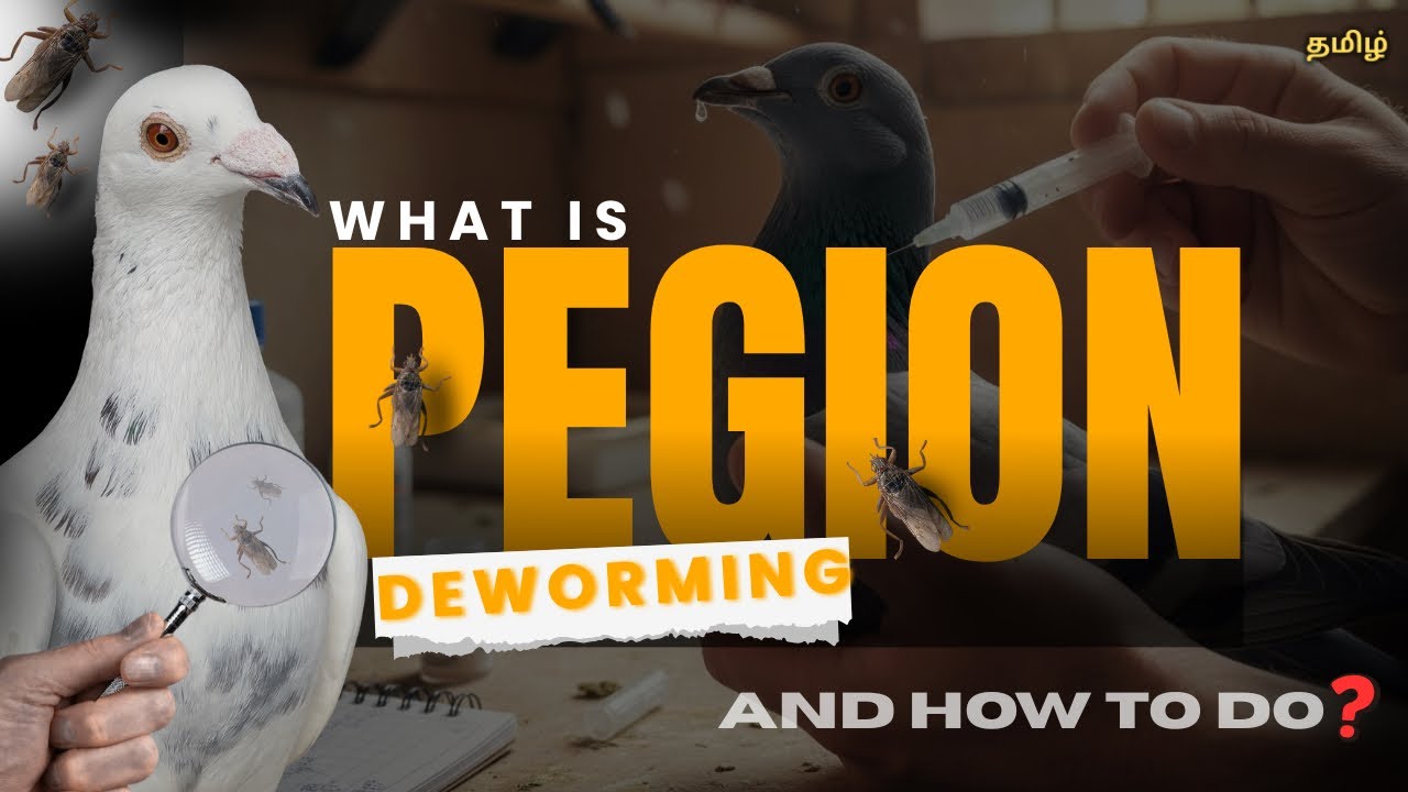 Full Explaination✅ | Pegion Deworming 💊| Racing Homers | #madhomers #pigeon #tamil #petcare